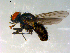  ( - 10PROBE-10010)  @13 [ ] CreativeCommons - Attribution (2011) CBG Photography Group Centre for Biodiversity Genomics