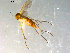  (Brevicornu sp. CJB07 - 10PROBE-10057)  @13 [ ] CreativeCommons - Attribution (2011) CBG Photography Group Centre for Biodiversity Genomics