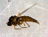  ( - 10PROBE-10115)  @12 [ ] CreativeCommons - Attribution (2011) CBG Photography Group Centre for Biodiversity Genomics