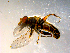  ( - 10PROBE-10121)  @12 [ ] CreativeCommons - Attribution (2011) CBG Photography Group Centre for Biodiversity Genomics