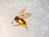  ( - 10PROBE-10131)  @13 [ ] CreativeCommons - Attribution (2011) CBG Photography Group Centre for Biodiversity Genomics
