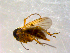  ( - 10PROBE-10132)  @12 [ ] CreativeCommons - Attribution (2011) CBG Photography Group Centre for Biodiversity Genomics
