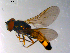  ( - 10PROBE-10161)  @13 [ ] CreativeCommons - Attribution (2011) CBG Photography Group Centre for Biodiversity Genomics
