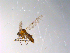  ( - 10PROBE-10168)  @12 [ ] CreativeCommons - Attribution (2011) CBG Photography Group Centre for Biodiversity Genomics