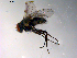  ( - 10PROBE-10241)  @13 [ ] CreativeCommons - Attribution (2011) CBG Photography Group Centre for Biodiversity Genomics