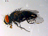  ( - 10PROBE-10242)  @12 [ ] CreativeCommons - Attribution (2011) CBG Photography Group Centre for Biodiversity Genomics