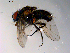  ( - 10PROBE-10243)  @13 [ ] CreativeCommons - Attribution (2011) CBG Photography Group Centre for Biodiversity Genomics