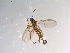  ( - 10PROBE-10335)  @12 [ ] CreativeCommons - Attribution (2011) CBG Photography Group Centre for Biodiversity Genomics
