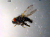  ( - 10PROBE-10346)  @13 [ ] CreativeCommons - Attribution (2011) CBG Photography Group Centre for Biodiversity Genomics