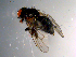  ( - 10PROBE-10371)  @12 [ ] CreativeCommons - Attribution (2011) CBG Photography Group Centre for Biodiversity Genomics