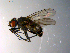  ( - 10PROBE-10372)  @13 [ ] CreativeCommons - Attribution (2011) CBG Photography Group Centre for Biodiversity Genomics