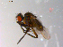  ( - 10PROBE-10377)  @12 [ ] CreativeCommons - Attribution (2011) CBG Photography Group Centre for Biodiversity Genomics
