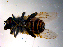  ( - 10PROBE-10387)  @12 [ ] CreativeCommons - Attribution (2011) CBG Photography Group Centre for Biodiversity Genomics