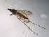 ( - 10PROBE-10393)  @13 [ ] CreativeCommons - Attribution (2011) CBG Photography Group Centre for Biodiversity Genomics