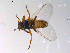  ( - 10PROBE-10420)  @13 [ ] CreativeCommons - Attribution (2011) CBG Photography Group Centre for Biodiversity Genomics