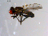  ( - 10PROBE-10446)  @12 [ ] CreativeCommons - Attribution (2011) CBG Photography Group Centre for Biodiversity Genomics