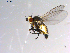  ( - 10PROBE-10477)  @12 [ ] CreativeCommons - Attribution (2011) CBG Photography Group Centre for Biodiversity Genomics