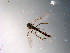  ( - 10PROBE-10516)  @12 [ ] CreativeCommons - Attribution (2011) CBG Photography Group Centre for Biodiversity Genomics