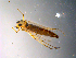  ( - 10PROBE-10517)  @12 [ ] CreativeCommons - Attribution (2011) CBG Photography Group Centre for Biodiversity Genomics