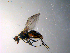  ( - 10PROBE-10532)  @13 [ ] CreativeCommons - Attribution (2011) CBG Photography Group Centre for Biodiversity Genomics