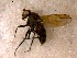  ( - 10PROBE-10542)  @12 [ ] CreativeCommons - Attribution (2011) CBG Photography Group Centre for Biodiversity Genomics
