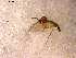  ( - 10PROBE-10557)  @12 [ ] CreativeCommons - Attribution (2011) CBG Photography Group Centre for Biodiversity Genomics