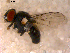  ( - 10PROBE-10591)  @13 [ ] CreativeCommons - Attribution (2011) CBG Photography Group Centre for Biodiversity Genomics