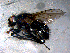  ( - 10PROBE-10613)  @12 [ ] CreativeCommons - Attribution (2011) CBG Photography Group Centre for Biodiversity Genomics