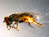  ( - 10PROBE-10656)  @12 [ ] CreativeCommons - Attribution (2011) CBG Photography Group Centre for Biodiversity Genomics