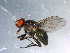  ( - 10PROBE-10703)  @13 [ ] CreativeCommons - Attribution (2011) CBG Photography Group Centre for Biodiversity Genomics