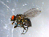  ( - 10PROBE-10706)  @13 [ ] CreativeCommons - Attribution (2011) CBG Photography Group Centre for Biodiversity Genomics