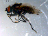  ( - 10PROBE-10724)  @13 [ ] CreativeCommons - Attribution (2011) CBG Photography Group Centre for Biodiversity Genomics