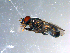  ( - 10PROBE-10753)  @12 [ ] CreativeCommons - Attribution (2011) CBG Photography Group Centre for Biodiversity Genomics