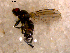  ( - 10PROBE-10770)  @13 [ ] CreativeCommons - Attribution (2011) CBG Photography Group Centre for Biodiversity Genomics