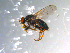 ( - 10PROBE-10777)  @13 [ ] CreativeCommons - Attribution (2011) CBG Photography Group Centre for Biodiversity Genomics