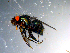  (Lucilia magnicornis - 10PROBE-10810)  @13 [ ] CreativeCommons - Attribution (2011) CBG Photography Group Centre for Biodiversity Genomics