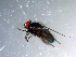  ( - 10PROBE-10825)  @12 [ ] CreativeCommons - Attribution (2011) CBG Photography Group Centre for Biodiversity Genomics
