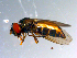  ( - 10PROBE-10846)  @13 [ ] CreativeCommons - Attribution (2011) CBG Photography Group Centre for Biodiversity Genomics