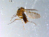  (Phronia sp. CJB08 - 10PROBE-10870)  @12 [ ] CreativeCommons - Attribution (2011) CBG Photography Group Centre for Biodiversity Genomics