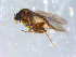  ( - 10PROBE-10872)  @13 [ ] CreativeCommons - Attribution (2011) CBG Photography Group Centre for Biodiversity Genomics