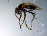  ( - 10PROBE-10884)  @13 [ ] CreativeCommons - Attribution (2011) CBG Photography Group Centre for Biodiversity Genomics