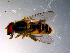  ( - 10PROBE-10894)  @12 [ ] CreativeCommons - Attribution (2011) CBG Photography Group Centre for Biodiversity Genomics