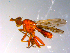  ( - 10PROBE-10904)  @13 [ ] CreativeCommons - Attribution (2011) CBG Photography Group Centre for Biodiversity Genomics
