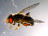  ( - 10PROBE-10910)  @13 [ ] CreativeCommons - Attribution (2011) CBG Photography Group Centre for Biodiversity Genomics