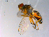  ( - 10PROBE-10916)  @14 [ ] CreativeCommons - Attribution (2011) CBG Photography Group Centre for Biodiversity Genomics