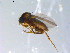  ( - 10PROBE-10950)  @13 [ ] CreativeCommons - Attribution (2011) CBG Photography Group Centre for Biodiversity Genomics