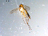  (Brevicornu sp. CJB12 - 10PROBE-10955)  @13 [ ] CreativeCommons - Attribution (2011) CBG Photography Group Centre for Biodiversity Genomics