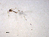  ( - 10PROBE-10964)  @13 [ ] CreativeCommons - Attribution (2011) CBG Photography Group Centre for Biodiversity Genomics