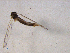  ( - 10PROBE-10965)  @13 [ ] CreativeCommons - Attribution (2011) CBG Photography Group Centre for Biodiversity Genomics