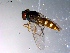  ( - 10PROBE-11007)  @13 [ ] CreativeCommons - Attribution (2011) CBG Photography Group Centre for Biodiversity Genomics